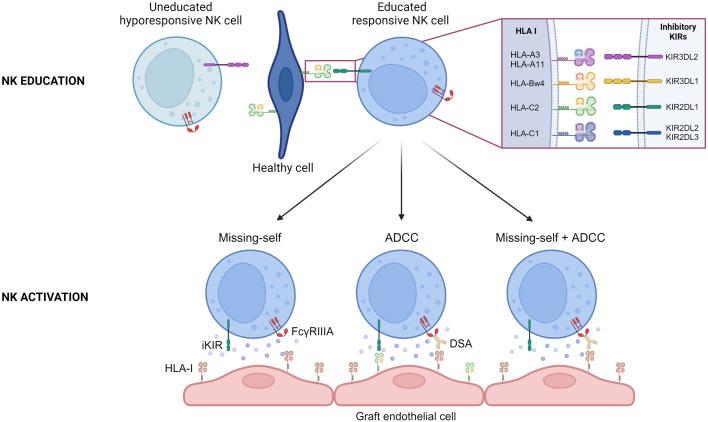 https://cdn.ncbi.nlm.nih.gov/pmc/blobs/f692/11521863/41d89444c6da/ti-37-13318-g002.jpg