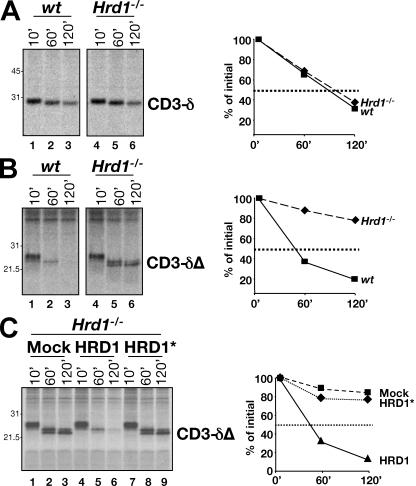 https://cdn.ncbi.nlm.nih.gov/pmc/blobs/f692/2812524/049833acfdb6/JCB_200910042_GS_Fig3.jpg
