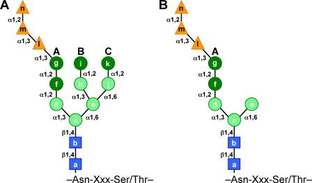https://cdn.ncbi.nlm.nih.gov/pmc/blobs/f692/2812524/d687472568a6/JCB_200910042_RGB_Fig8.jpg