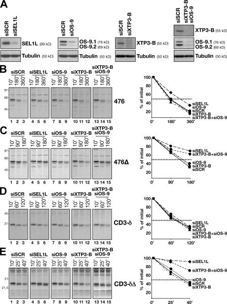 https://cdn.ncbi.nlm.nih.gov/pmc/blobs/f692/2812524/edce27a5a38c/JCB_200910042_GS_Fig5.jpg