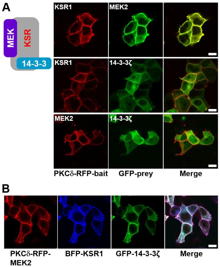 https://cdn.ncbi.nlm.nih.gov/pmc/blobs/f699/11477372/5a97e391a56f/ijms-25-10587-g003.jpg