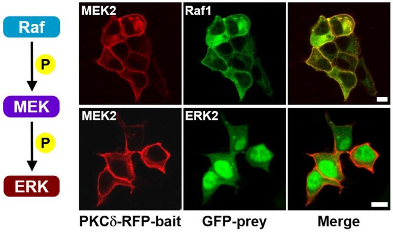 https://cdn.ncbi.nlm.nih.gov/pmc/blobs/f699/11477372/a125040d2f90/ijms-25-10587-g001.jpg