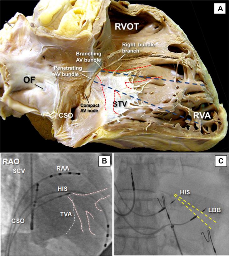 https://cdn.ncbi.nlm.nih.gov/pmc/blobs/f69a/8302008/da03d204d59c/gr2.jpg