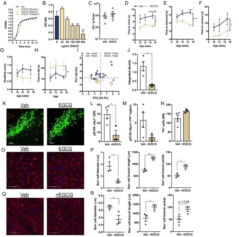 https://cdn.ncbi.nlm.nih.gov/pmc/blobs/f69b/7012599/c3000f2bcf8d/elife-53111-fig4-figsupp1.jpg
