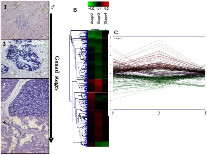 https://cdn.ncbi.nlm.nih.gov/pmc/blobs/f69c/3088662/50c0b9f5f3d8/pone.0018904.g005.jpg