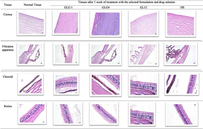 https://cdn.ncbi.nlm.nih.gov/pmc/blobs/f69f/9243147/22b06fc5535b/IJN-17-2753-g0007.jpg