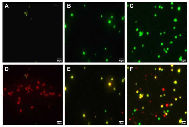 https://cdn.ncbi.nlm.nih.gov/pmc/blobs/f6a0/9495344/c41f6e2f2521/biomedicines-10-02078-g004.jpg
