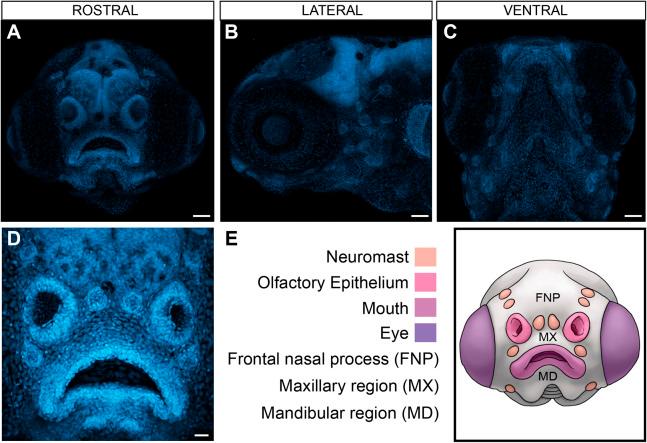 https://cdn.ncbi.nlm.nih.gov/pmc/blobs/f6a3/10245138/b1d1dcb27a3f/dmm-16-049868-g1.jpg