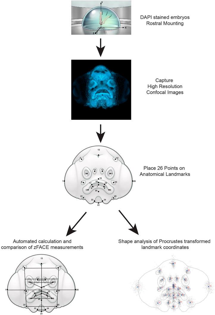 https://cdn.ncbi.nlm.nih.gov/pmc/blobs/f6a3/10245138/c0ef3b2447b2/dmm-16-049868-g2.jpg