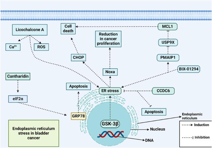 https://cdn.ncbi.nlm.nih.gov/pmc/blobs/f6a3/11647052/7f05634dc15d/CCS3-18-e12054-g004.jpg