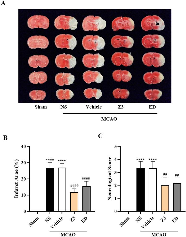 https://cdn.ncbi.nlm.nih.gov/pmc/blobs/f6a3/12081345/1414d5f884a2/fphar-16-1552717-g009.jpg