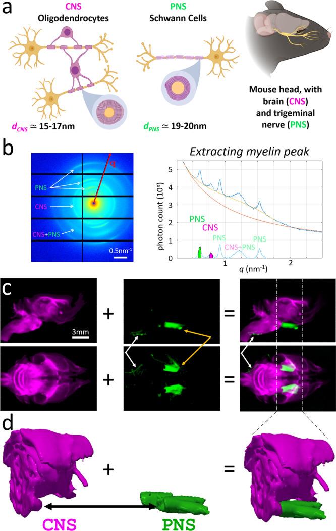 https://cdn.ncbi.nlm.nih.gov/pmc/blobs/f6a6/8134484/5d1217da0173/41467_2021_22719_Fig6_HTML.jpg