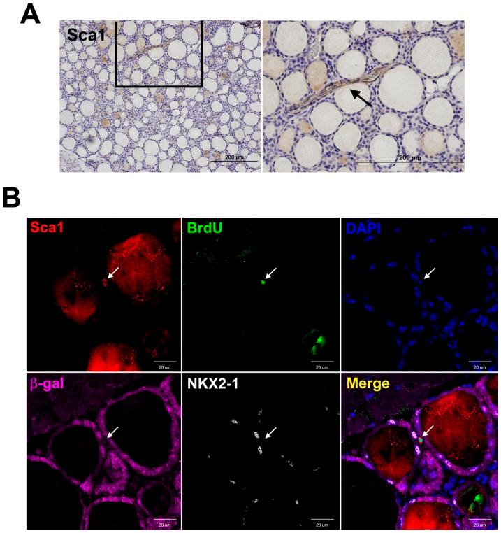 https://cdn.ncbi.nlm.nih.gov/pmc/blobs/f6a8/3836768/d573d91aaf81/pone.0080801.g001.jpg