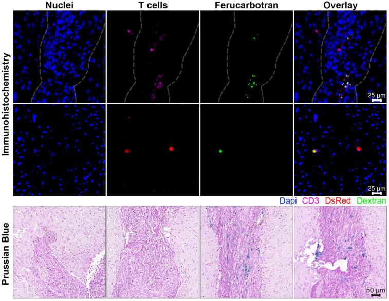 https://cdn.ncbi.nlm.nih.gov/pmc/blobs/f6a8/8100755/0934fa89e093/ntnov05p0431g008.jpg