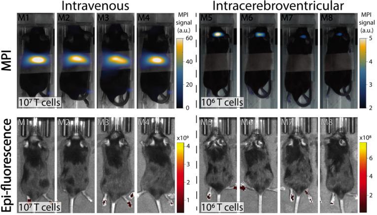 https://cdn.ncbi.nlm.nih.gov/pmc/blobs/f6a8/8100755/1294670bb823/ntnov05p0431g004.jpg