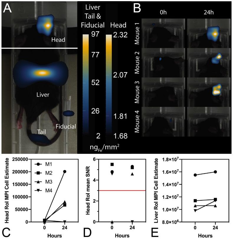https://cdn.ncbi.nlm.nih.gov/pmc/blobs/f6a8/8100755/2b7ea550b422/ntnov05p0431g006.jpg