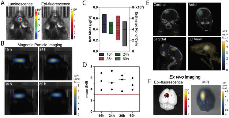 https://cdn.ncbi.nlm.nih.gov/pmc/blobs/f6a8/8100755/98b1ee868285/ntnov05p0431g005.jpg