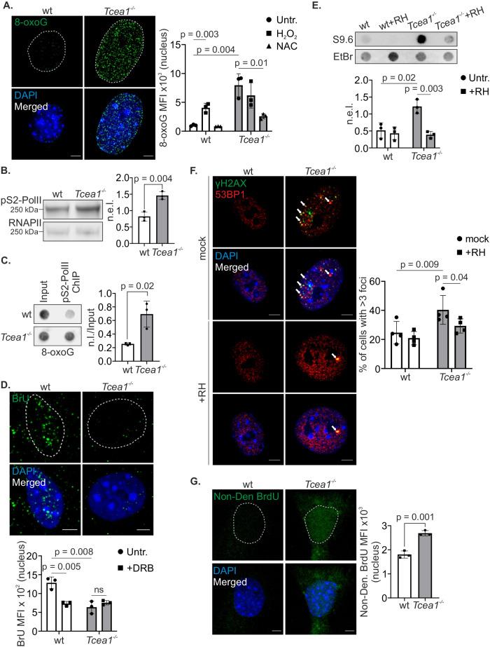 https://cdn.ncbi.nlm.nih.gov/pmc/blobs/f6a9/11094137/9b42f7ef31d4/41467_2024_48443_Fig2_HTML.jpg