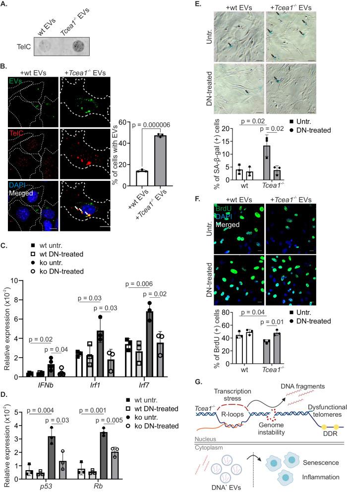https://cdn.ncbi.nlm.nih.gov/pmc/blobs/f6a9/11094137/c098bee2fd93/41467_2024_48443_Fig7_HTML.jpg