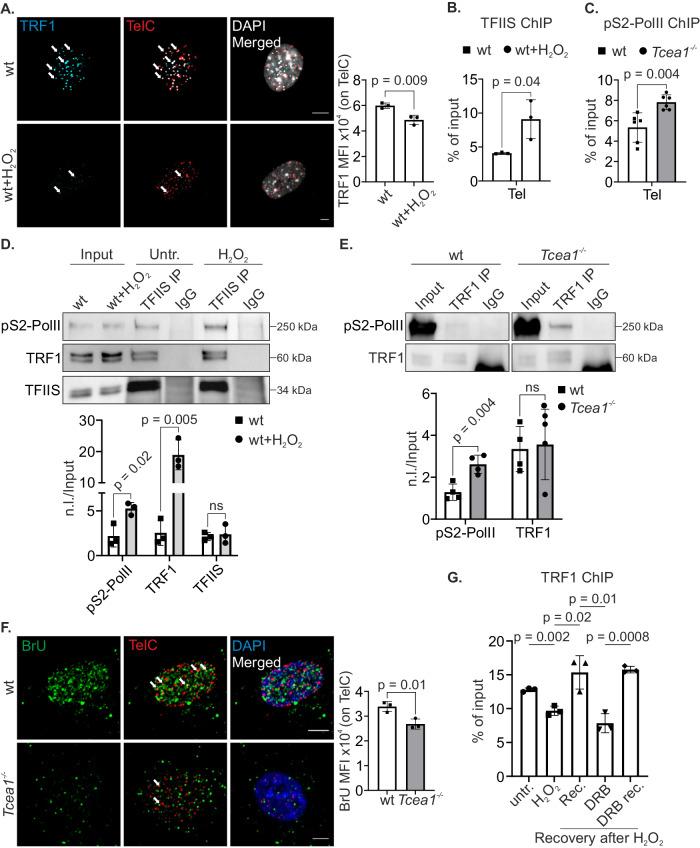 https://cdn.ncbi.nlm.nih.gov/pmc/blobs/f6a9/11094137/fd277a0b8f11/41467_2024_48443_Fig5_HTML.jpg