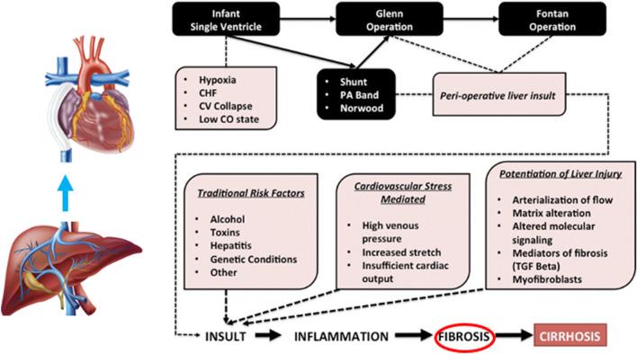 https://cdn.ncbi.nlm.nih.gov/pmc/blobs/f6ab/9294016/bc6a307a9b35/246_2022_2930_Fig1_HTML.jpg