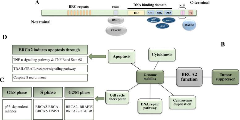 https://cdn.ncbi.nlm.nih.gov/pmc/blobs/f6ac/7528506/205b598f599b/12575_2020_133_Fig5_HTML.jpg