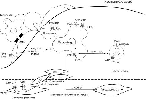 https://cdn.ncbi.nlm.nih.gov/pmc/blobs/f6ad/2245998/397e7b6df4bd/11302_2007_9078_Fig2_HTML.jpg