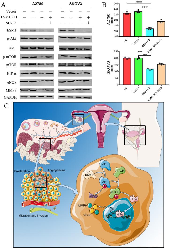 https://cdn.ncbi.nlm.nih.gov/pmc/blobs/f6ad/9760436/1c47e065031e/ijbsv19p0258g010.jpg