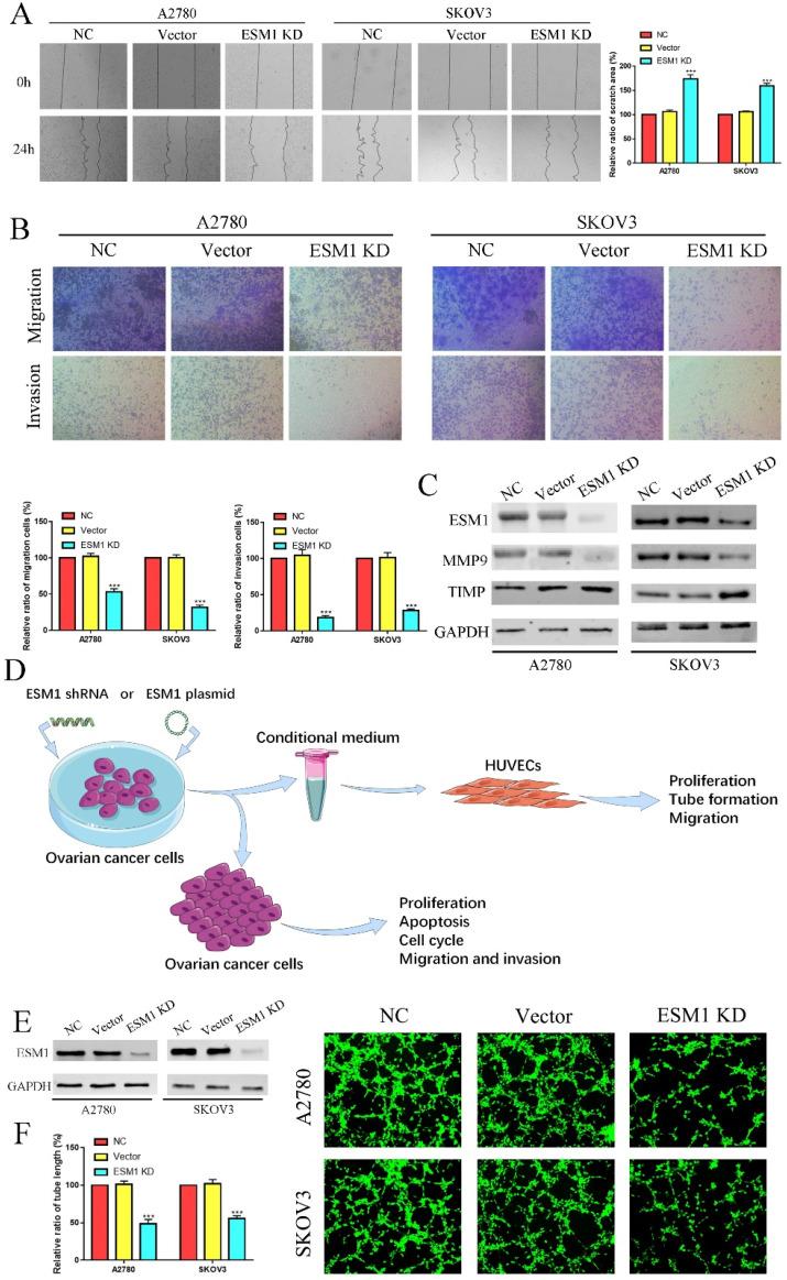 https://cdn.ncbi.nlm.nih.gov/pmc/blobs/f6ad/9760436/53164560fd72/ijbsv19p0258g007.jpg