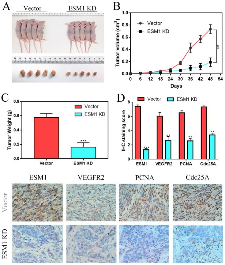https://cdn.ncbi.nlm.nih.gov/pmc/blobs/f6ad/9760436/6fbb226c7449/ijbsv19p0258g009.jpg