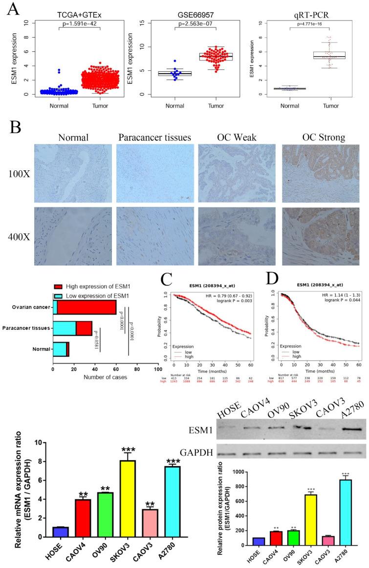 https://cdn.ncbi.nlm.nih.gov/pmc/blobs/f6ad/9760436/801664b459df/ijbsv19p0258g005.jpg