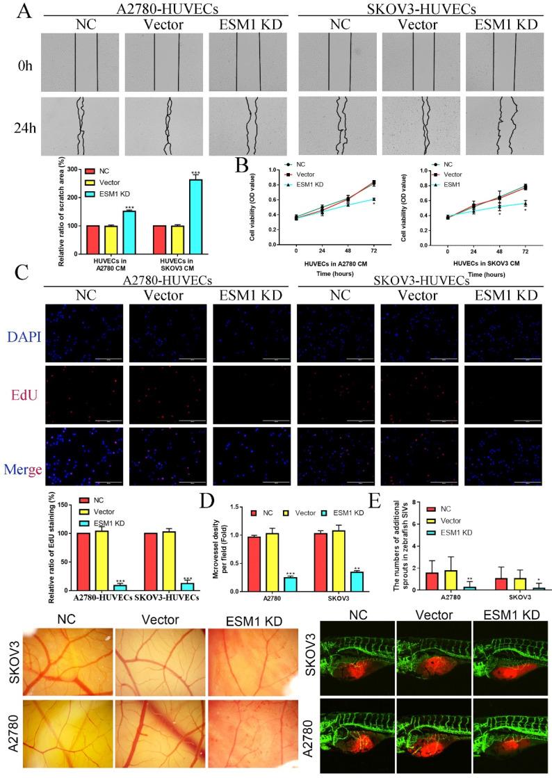 https://cdn.ncbi.nlm.nih.gov/pmc/blobs/f6ad/9760436/bdb39f38622e/ijbsv19p0258g008.jpg