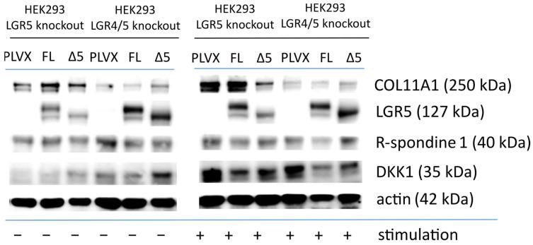 https://cdn.ncbi.nlm.nih.gov/pmc/blobs/f6b0/11678308/f70ced338a63/ijms-25-13417-g010.jpg