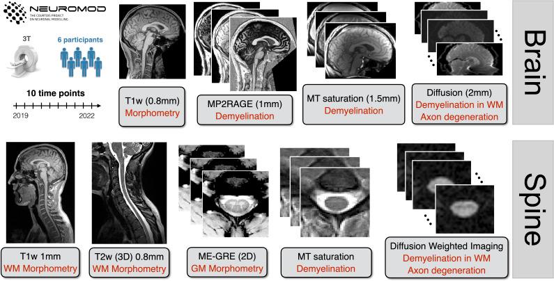 https://cdn.ncbi.nlm.nih.gov/pmc/blobs/f6b2/12319937/ecbdc0997926/imag_a_00409_fig1.jpg