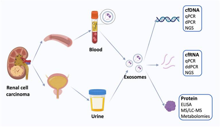 https://cdn.ncbi.nlm.nih.gov/pmc/blobs/f6b3/10628008/784e4e810033/fimmu-14-1271669-g002.jpg