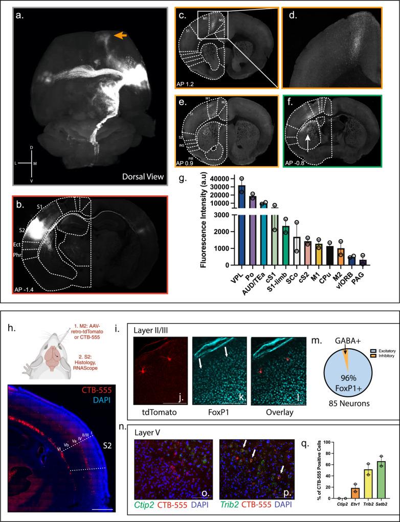 https://cdn.ncbi.nlm.nih.gov/pmc/blobs/f6b4/10861531/e0c95e754186/41467_2024_45729_Fig3_HTML.jpg