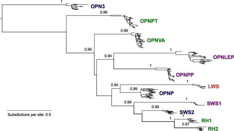 https://cdn.ncbi.nlm.nih.gov/pmc/blobs/f6b4/12043008/7f7893a43a71/evaf058f3.jpg
