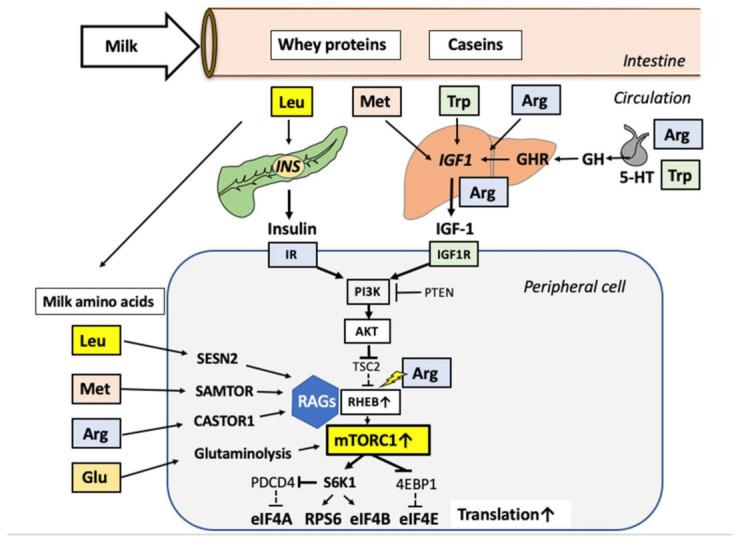 https://cdn.ncbi.nlm.nih.gov/pmc/blobs/f6b4/8000710/55ba225593cf/biomolecules-11-00404-g001.jpg
