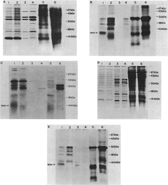 https://cdn.ncbi.nlm.nih.gov/pmc/blobs/f6b6/214235/d765eae3e3e6/jbacter00215-0251-a.jpg