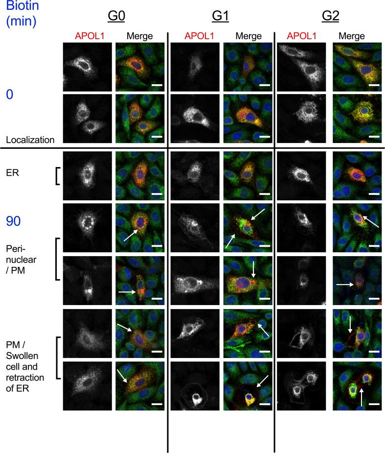 https://cdn.ncbi.nlm.nih.gov/pmc/blobs/f6b9/7292663/33aba0ea7722/elife-51185-fig5-figsupp1.jpg