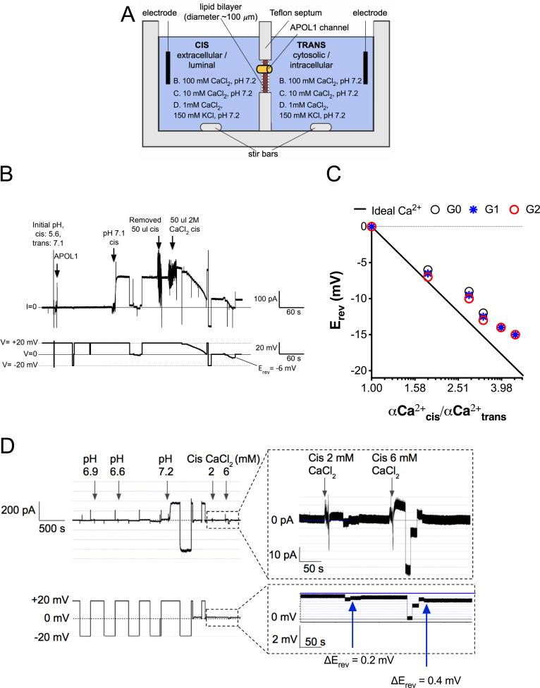 https://cdn.ncbi.nlm.nih.gov/pmc/blobs/f6b9/7292663/b151ba64e757/elife-51185-fig2.jpg
