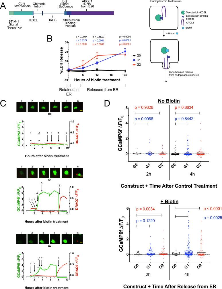 https://cdn.ncbi.nlm.nih.gov/pmc/blobs/f6b9/7292663/b4c01c63e593/elife-51185-fig4.jpg