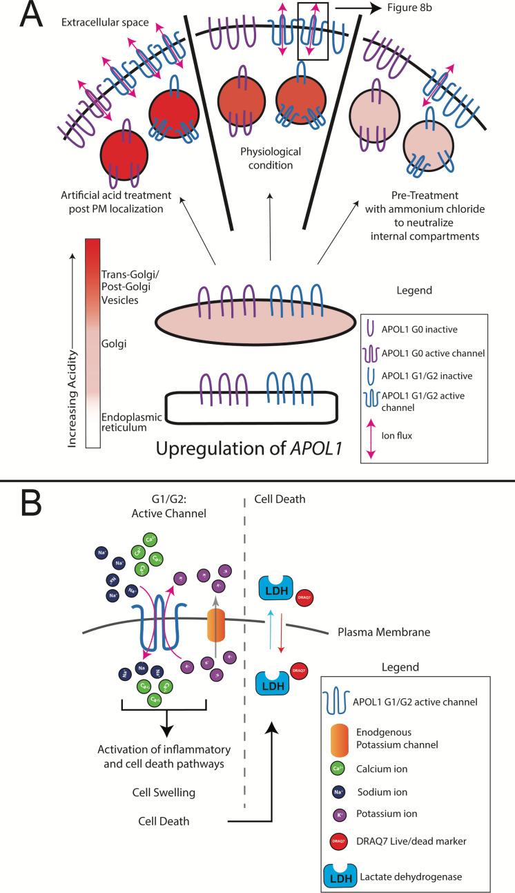 https://cdn.ncbi.nlm.nih.gov/pmc/blobs/f6b9/7292663/f2f4c4ced360/elife-51185-fig8.jpg