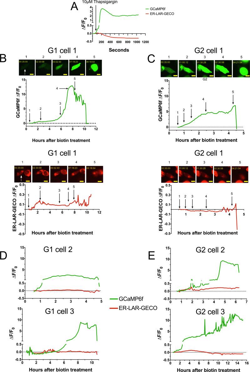 https://cdn.ncbi.nlm.nih.gov/pmc/blobs/f6b9/7292663/f798e6ef18ba/elife-51185-fig4-figsupp2.jpg