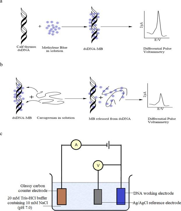https://cdn.ncbi.nlm.nih.gov/pmc/blobs/f6c5/6478878/0642fc331e33/41598_2019_42757_Fig2_HTML.jpg