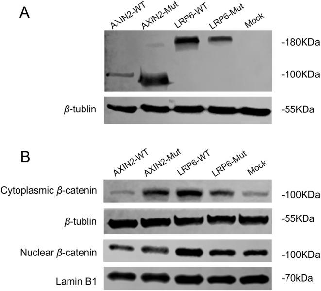 https://cdn.ncbi.nlm.nih.gov/pmc/blobs/f6c7/12035762/6e86b39bb716/MGG3-13-e70101-g002.jpg