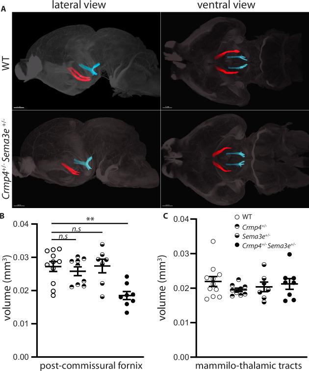 https://cdn.ncbi.nlm.nih.gov/pmc/blobs/f6ca/8683083/964f6f001c05/elife-70361-fig6.jpg