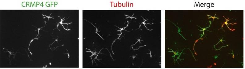 https://cdn.ncbi.nlm.nih.gov/pmc/blobs/f6ca/8683083/a668131ac873/elife-70361-sa2-fig2.jpg