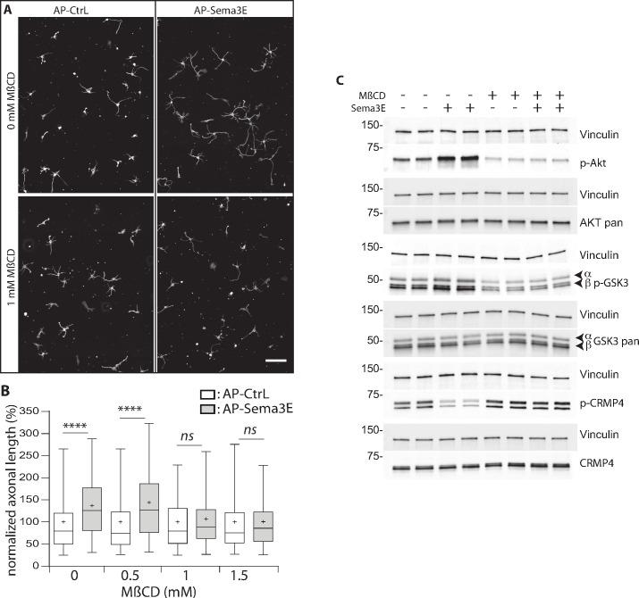 https://cdn.ncbi.nlm.nih.gov/pmc/blobs/f6ca/8683083/de49e72c717c/elife-70361-fig9.jpg