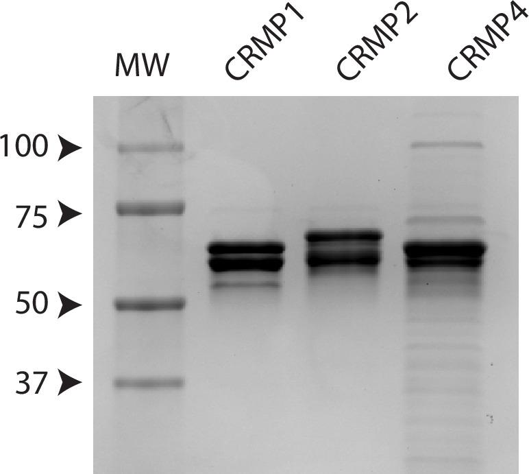 https://cdn.ncbi.nlm.nih.gov/pmc/blobs/f6ca/8683083/ef3ce0544eef/elife-70361-fig1-figsupp1.jpg